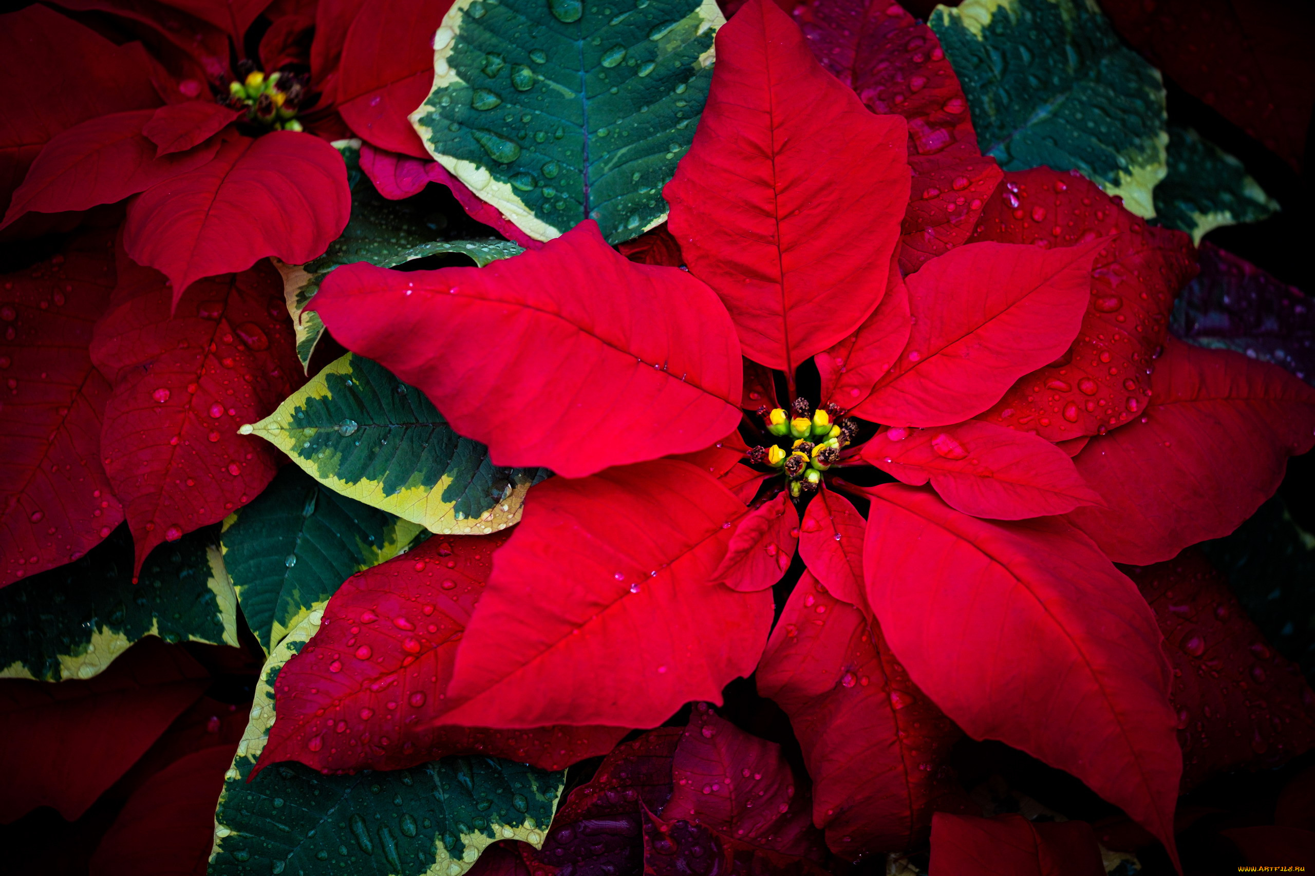 3 ,  , flowers, 